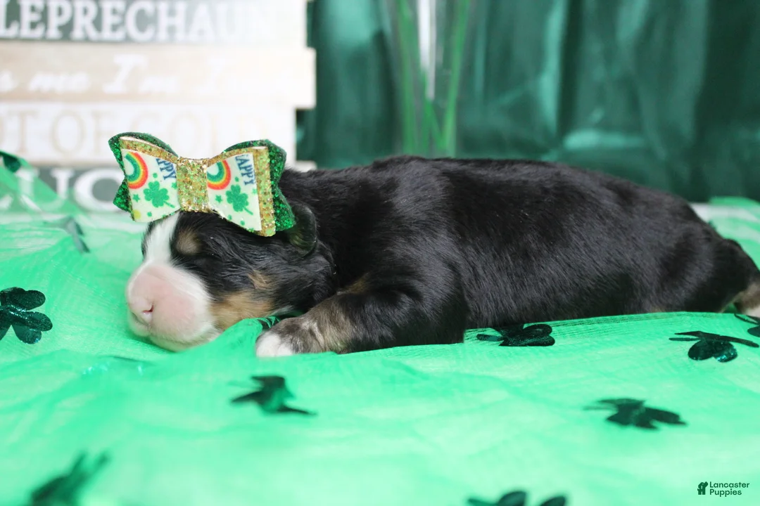 Bernese Mountain Dog dogs for sale: Natalie  - Ad 7