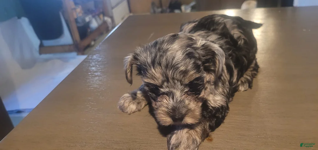 Gallery Image {{count}}