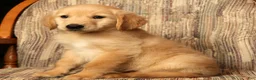 Golden Retriever dogs for sale: Rusty - Ad 8