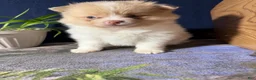 Pomeranian dogs for sale: Andy - Ad 8