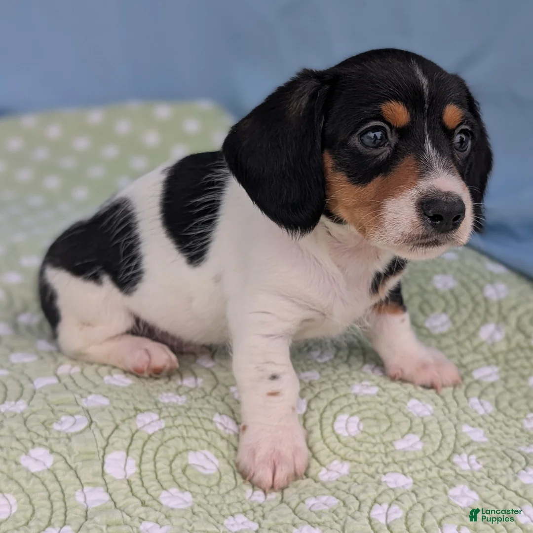 Miniature Dachshund dogs for sale: Reese Cup - Ad 8