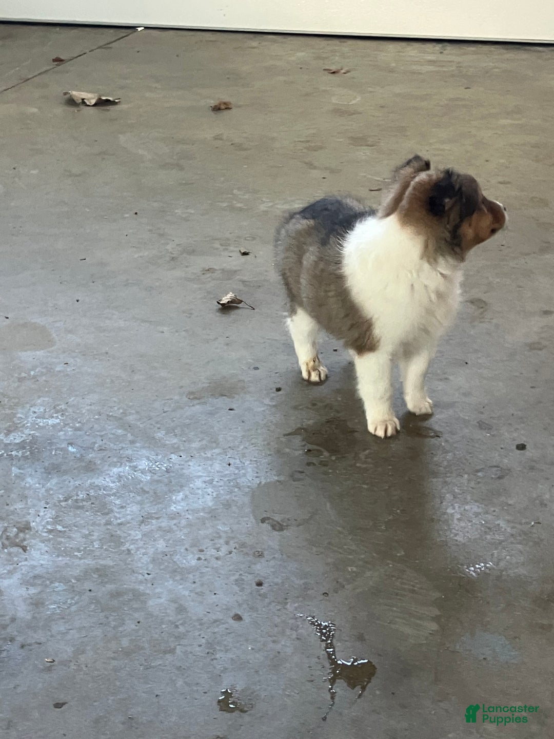 Shetland Sheepdog dogs for sale: Akc Snippy - Ad 2