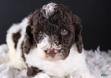 Standard Poodle dogs Lincoln - Ad 2