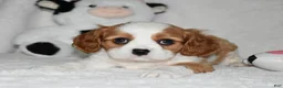 Cavalier King Charles Spaniel dogs for sale: Ulysses  - Ad 4