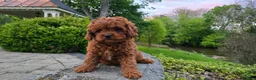 Cavapoo dogs for sale: Henry - Ad 21