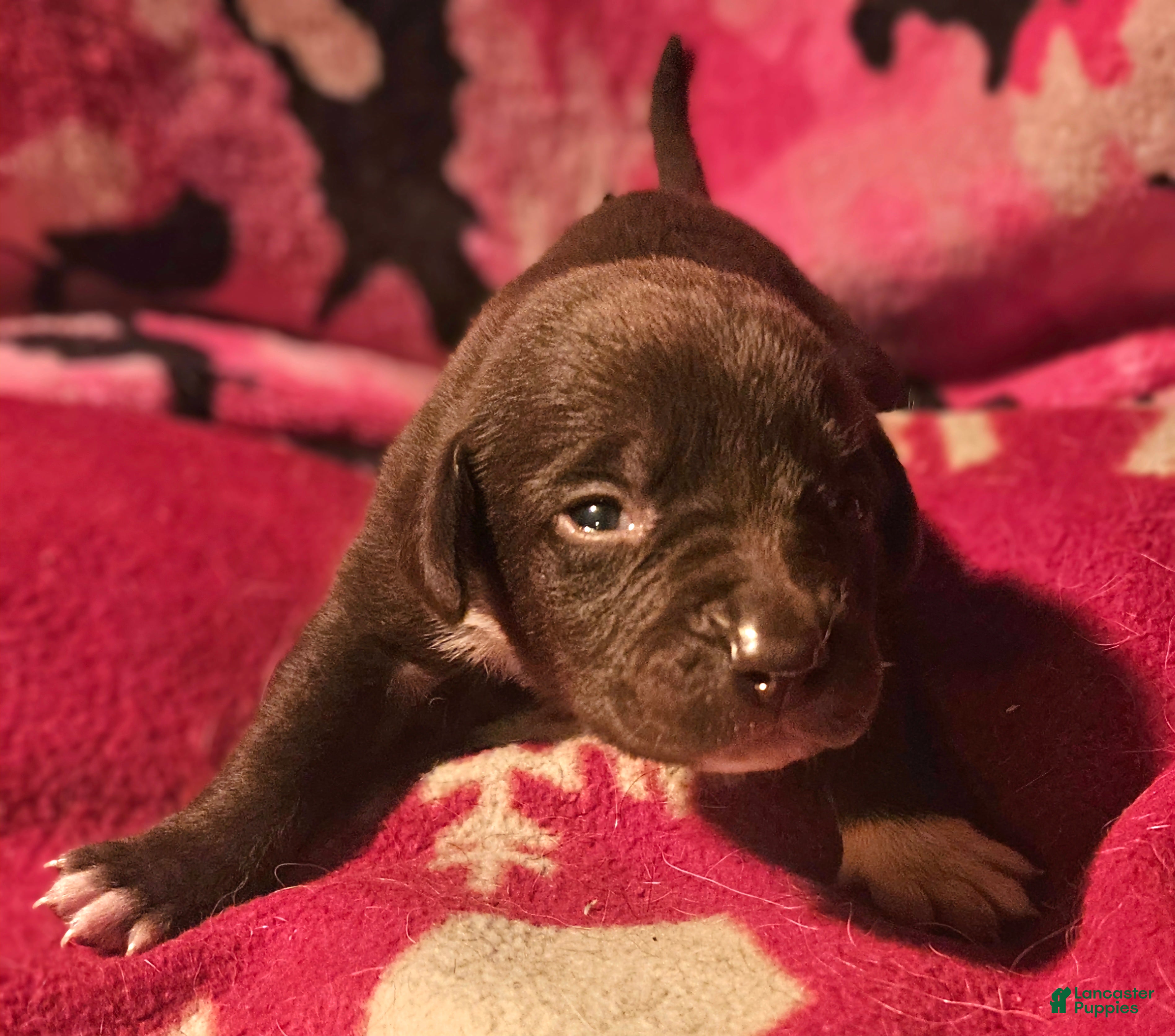 Border Collie dogs Cierra - Ad 11