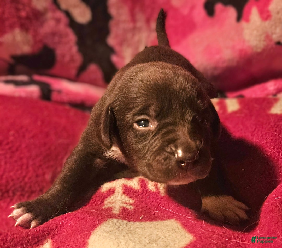 Border Collie dogs for sale: Cierra - Ad 1