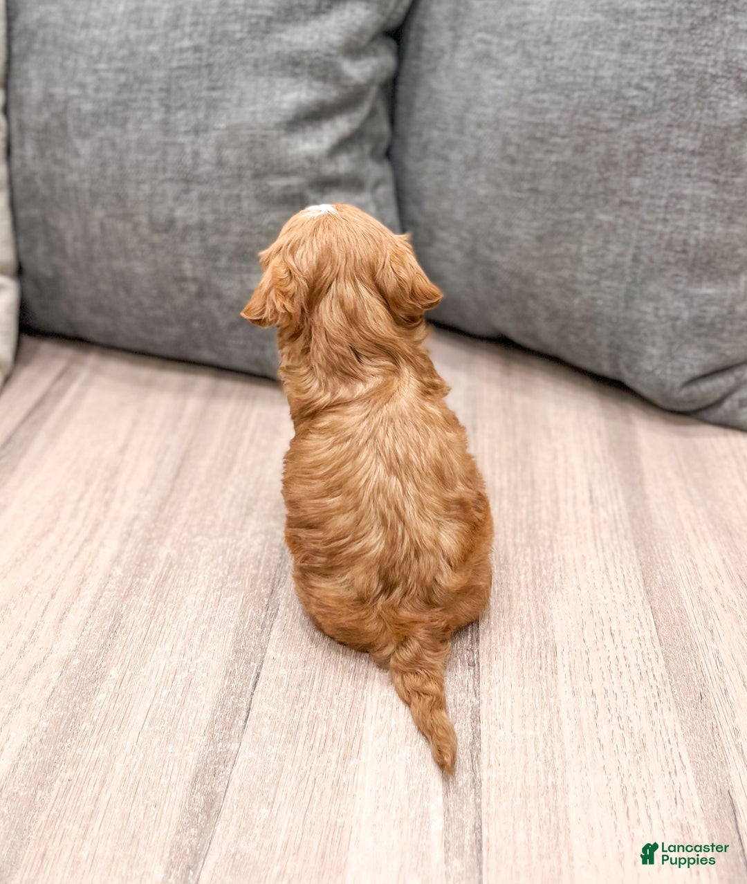 Cavapoo dogs for sale: Gus - Ad 4