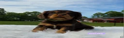Cavalier King Charles Spaniel dogs for sale: Marsha - Ad 7