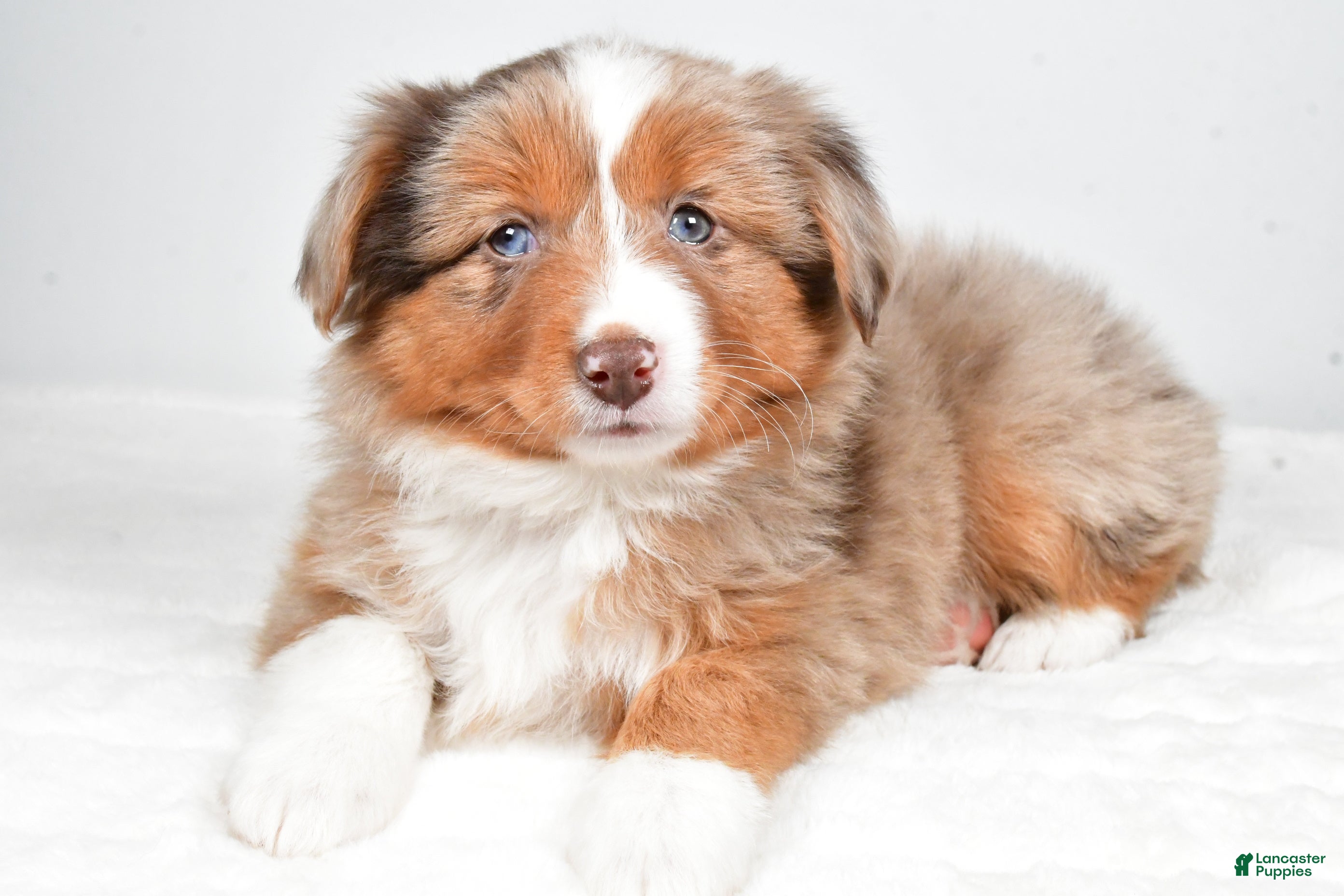 Miniature Australian Shepherd dogs Rose - Ad 2