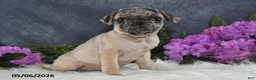 Pug dogs for sale: Gracelyn - Ad 12
