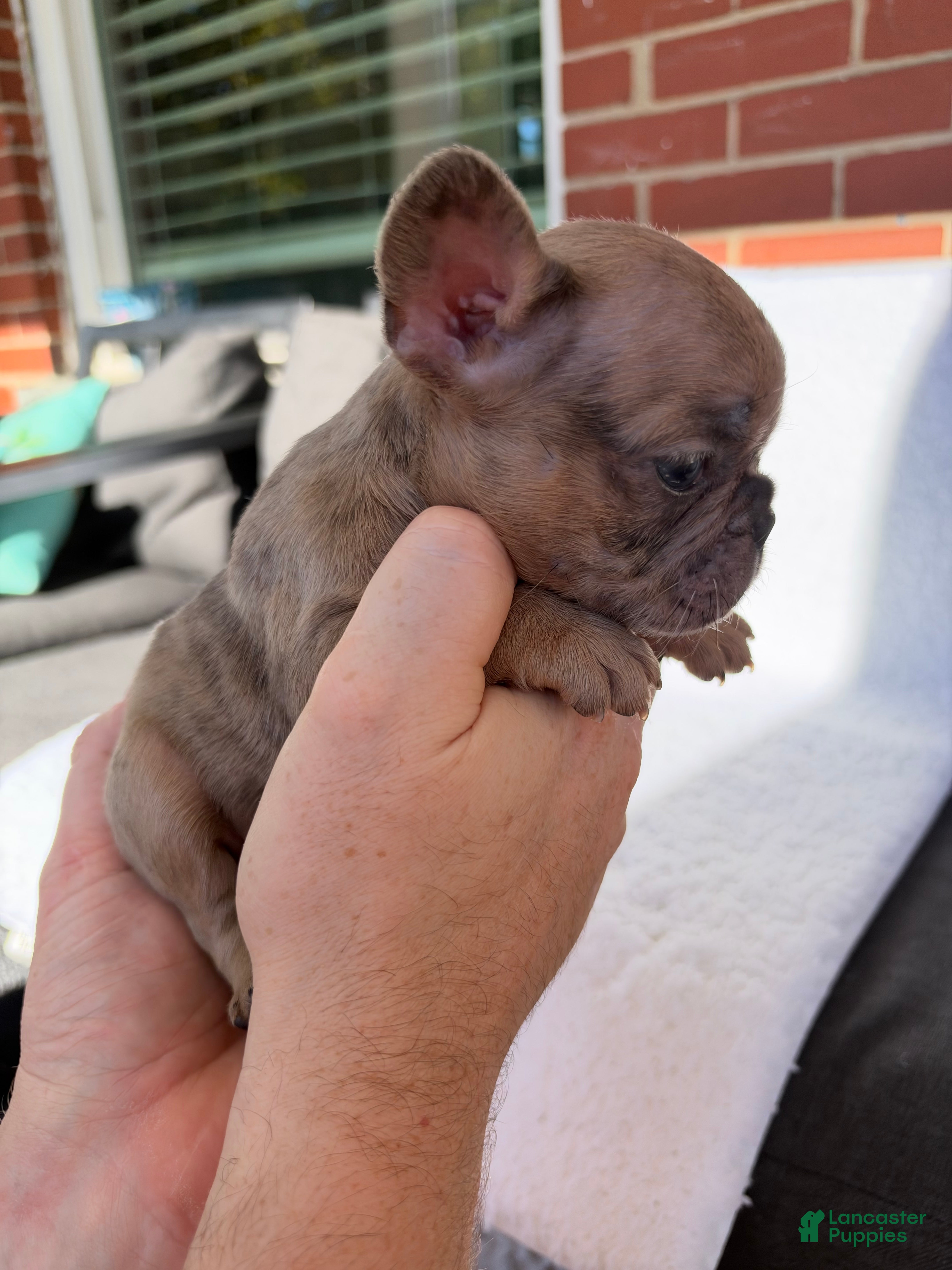 French Bulldog dogs French Bulldog 1 - Ad 2