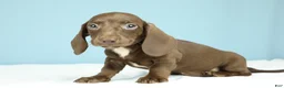 Miniature Dachshund dogs for sale: Vienna - Ad 5