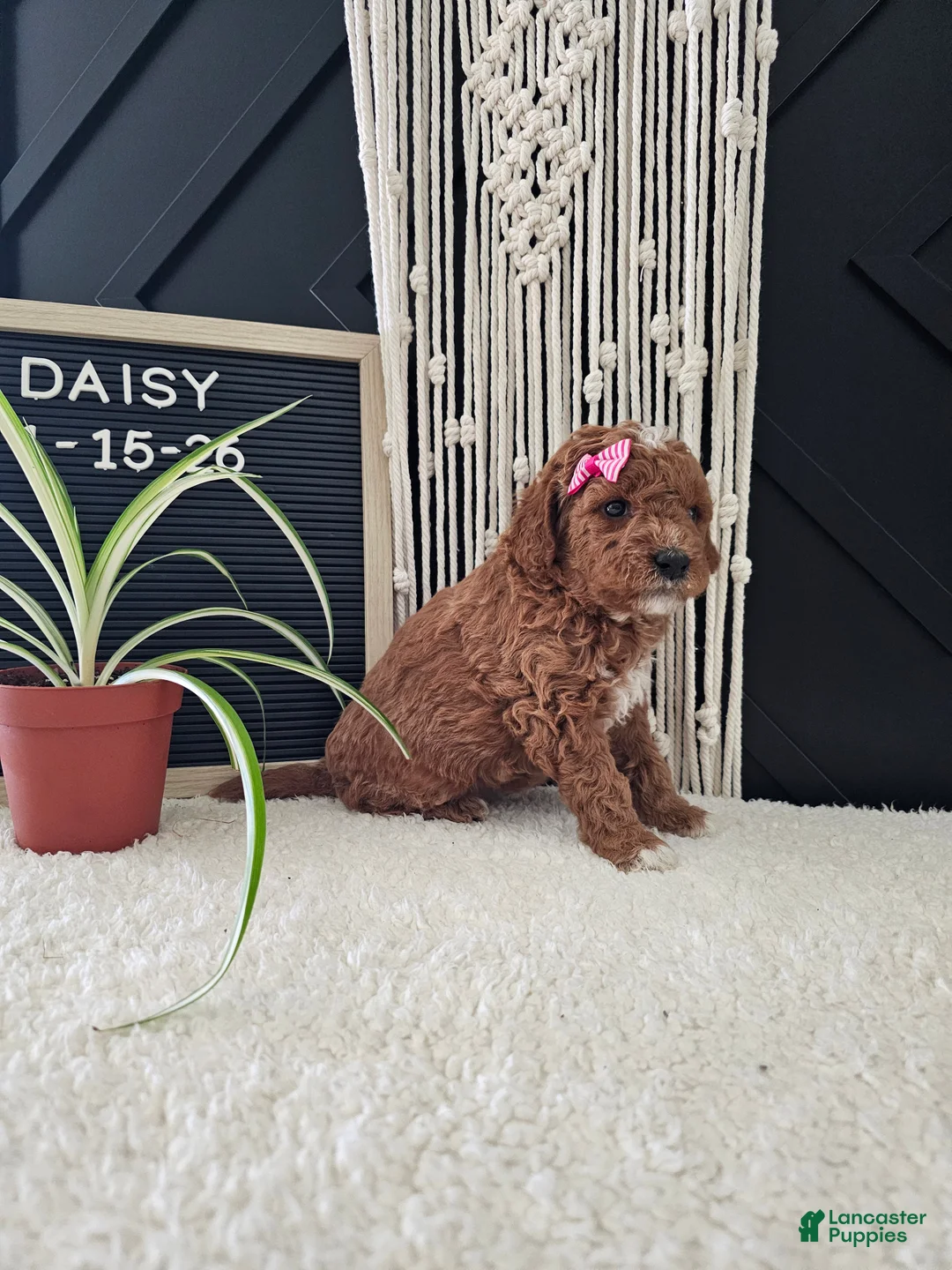 Mini Goldendoodle dogs for sale: Daisy - Ad 8