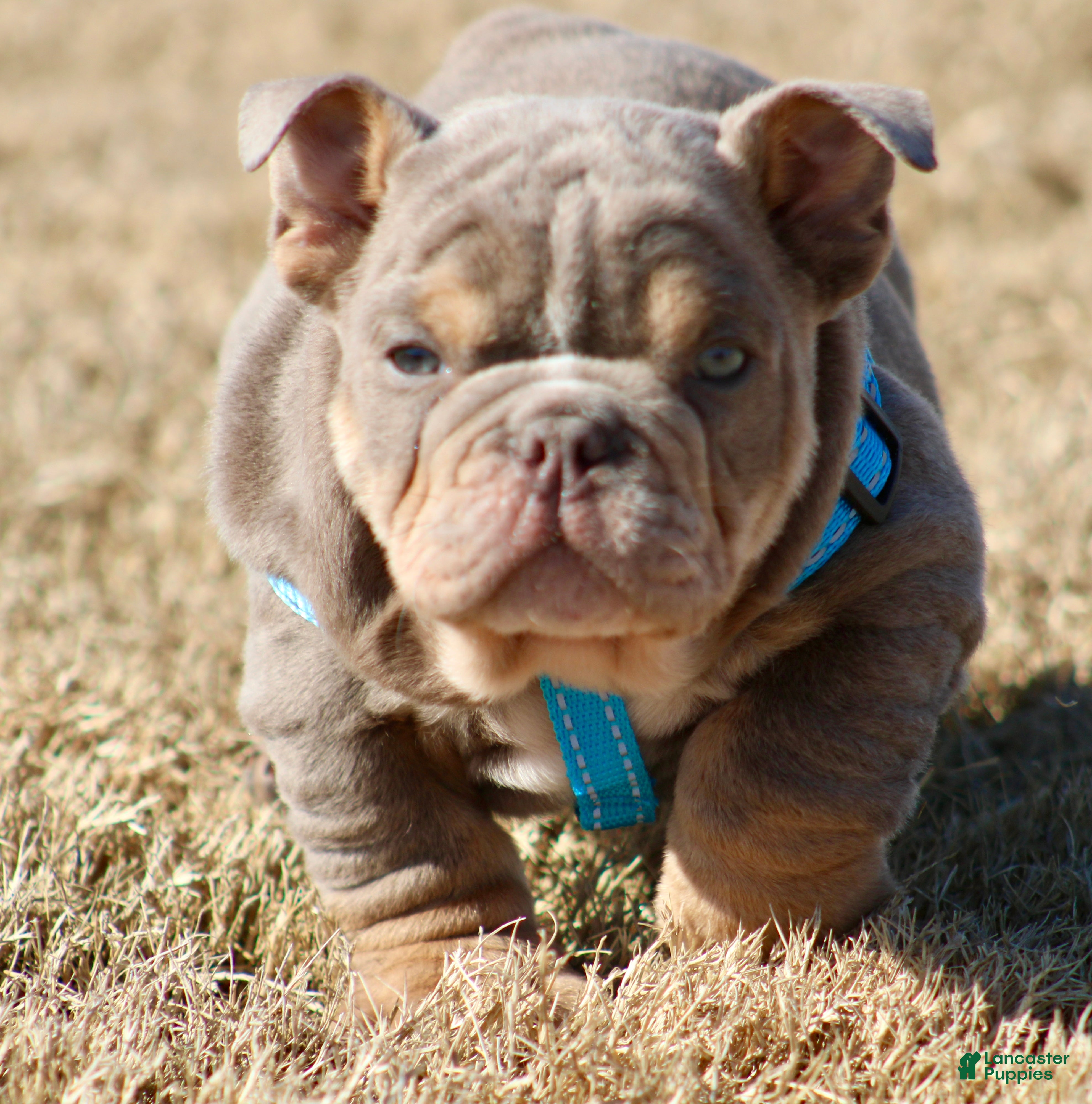 English Bulldog dogs English Bulldog Puppy 1 - Ad 1