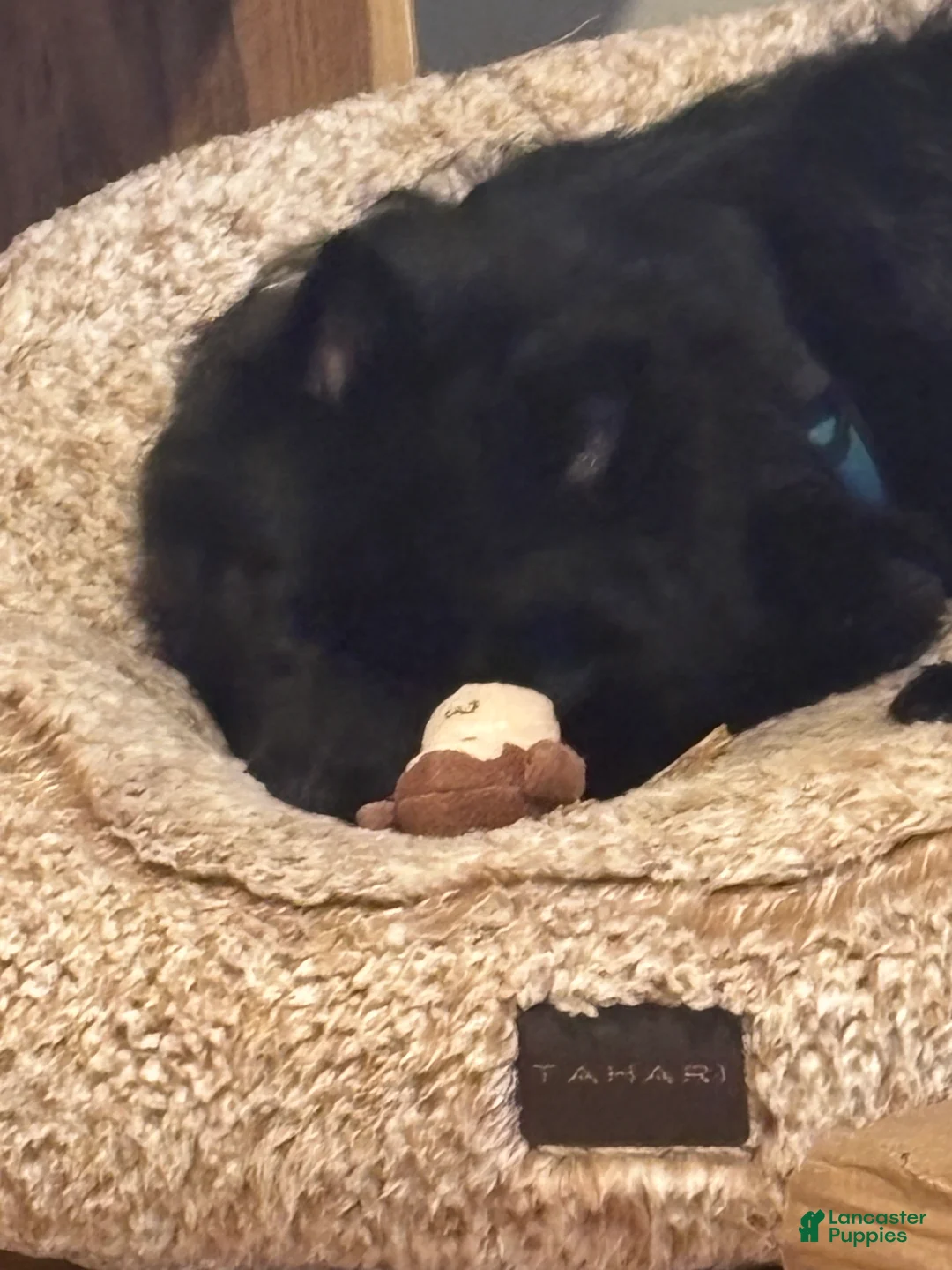 Pomeranian dogs for sale: Sharpie - Ad 4