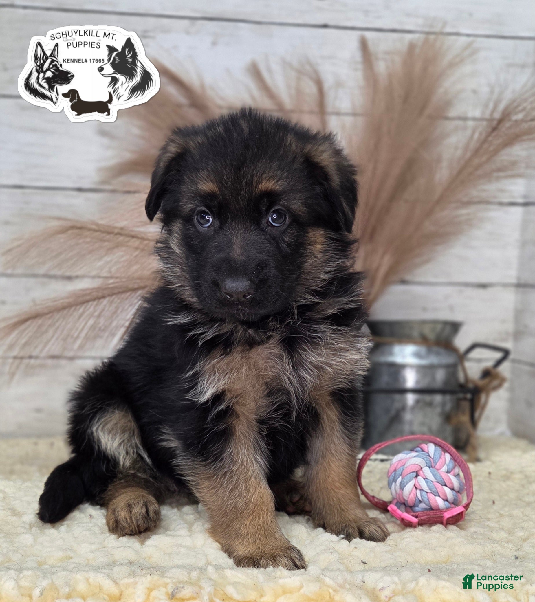 German Shepherd dogs Skye  - Ad 26