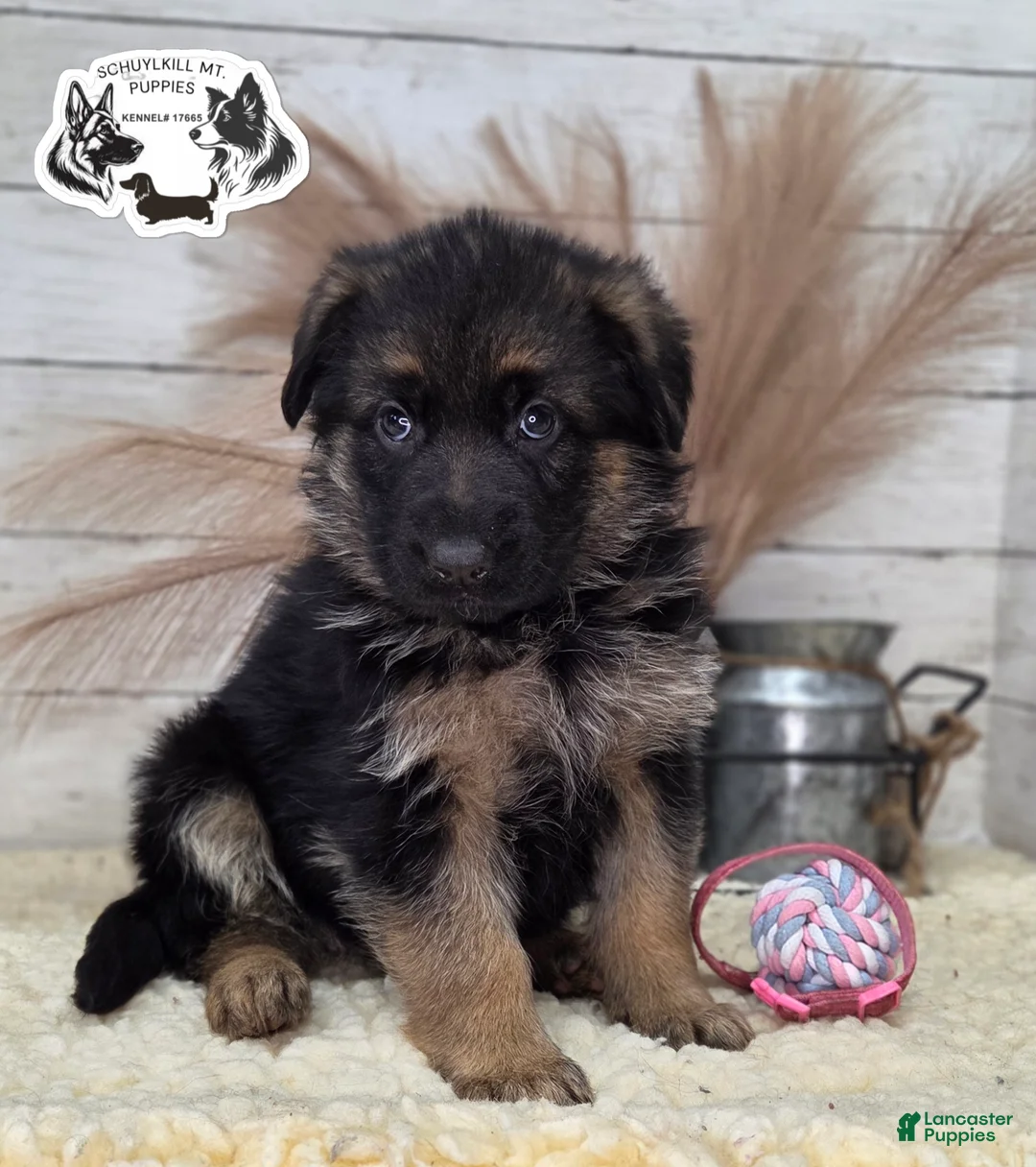 German Shepherd dogs for sale: Skye  - Ad 1