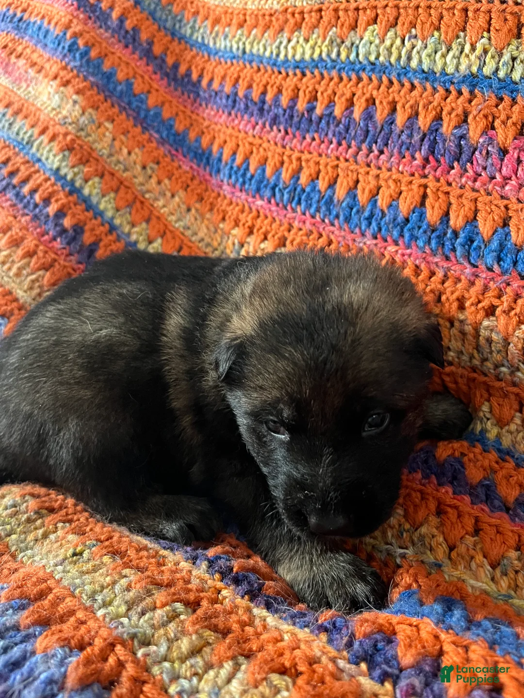 German Shepherd dogs for sale: German Shepherd Puppy 3 - Ad 10