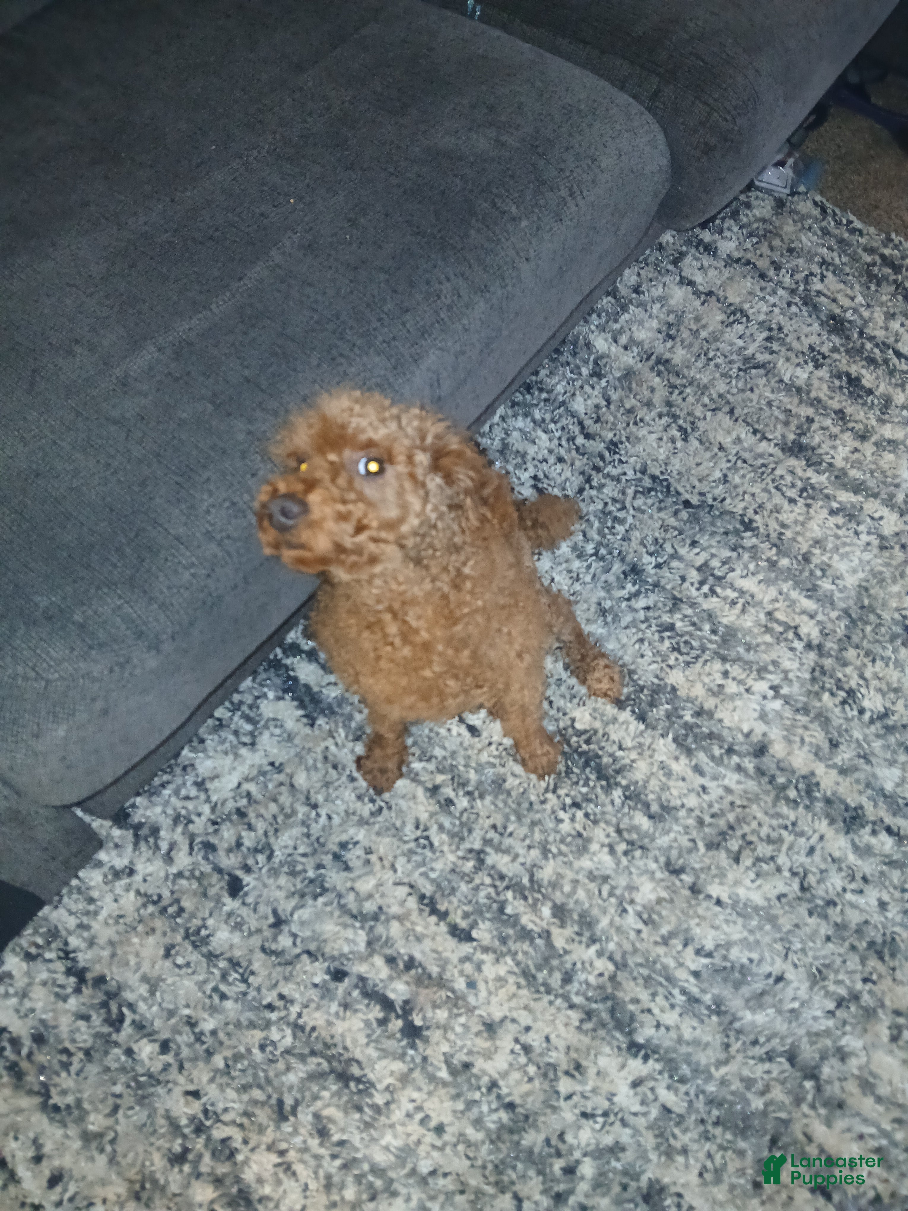 Toy Poodle dogs Toy Poodle 1 - Ad 30