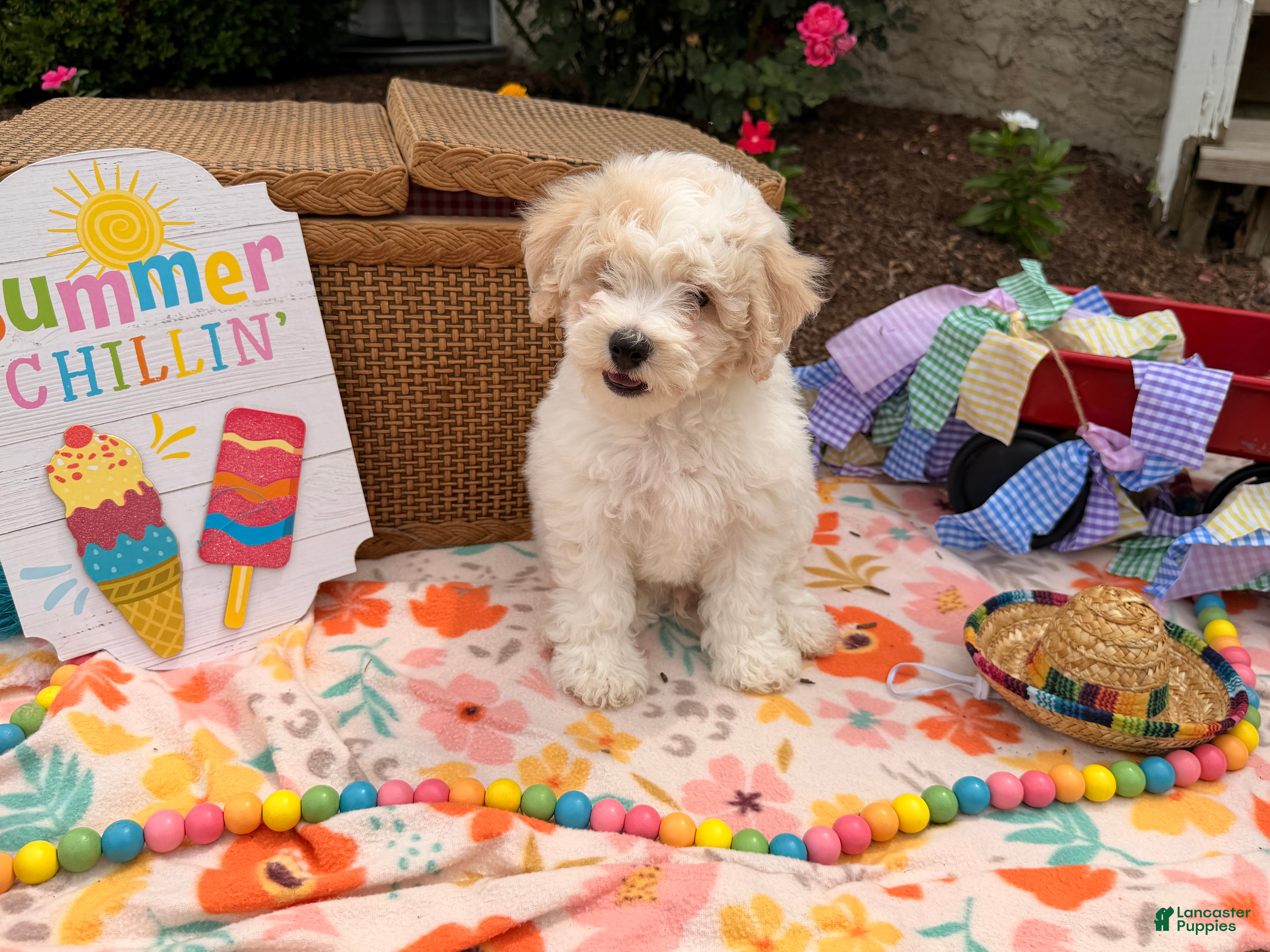 Bichpoo dogs Steve  - Ad 1