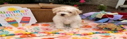 Bichpoo dogs for sale: Steve  - Ad 1