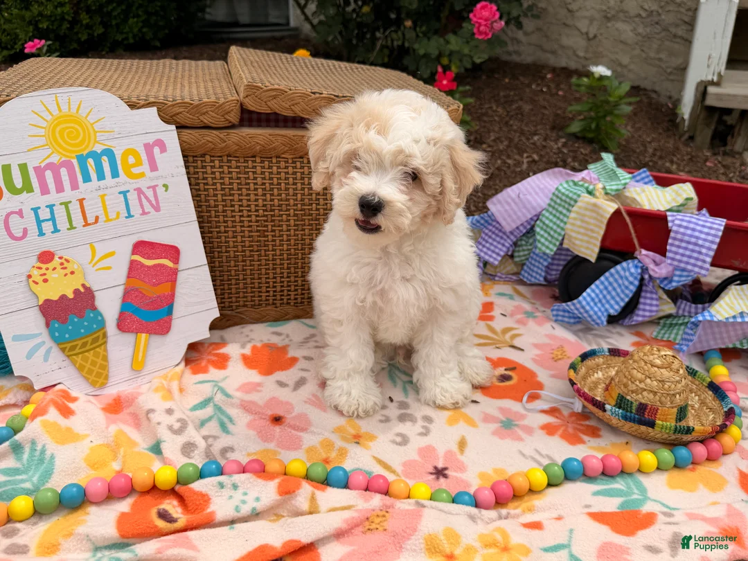 Bichpoo dogs for sale: Steve  - Ad 1