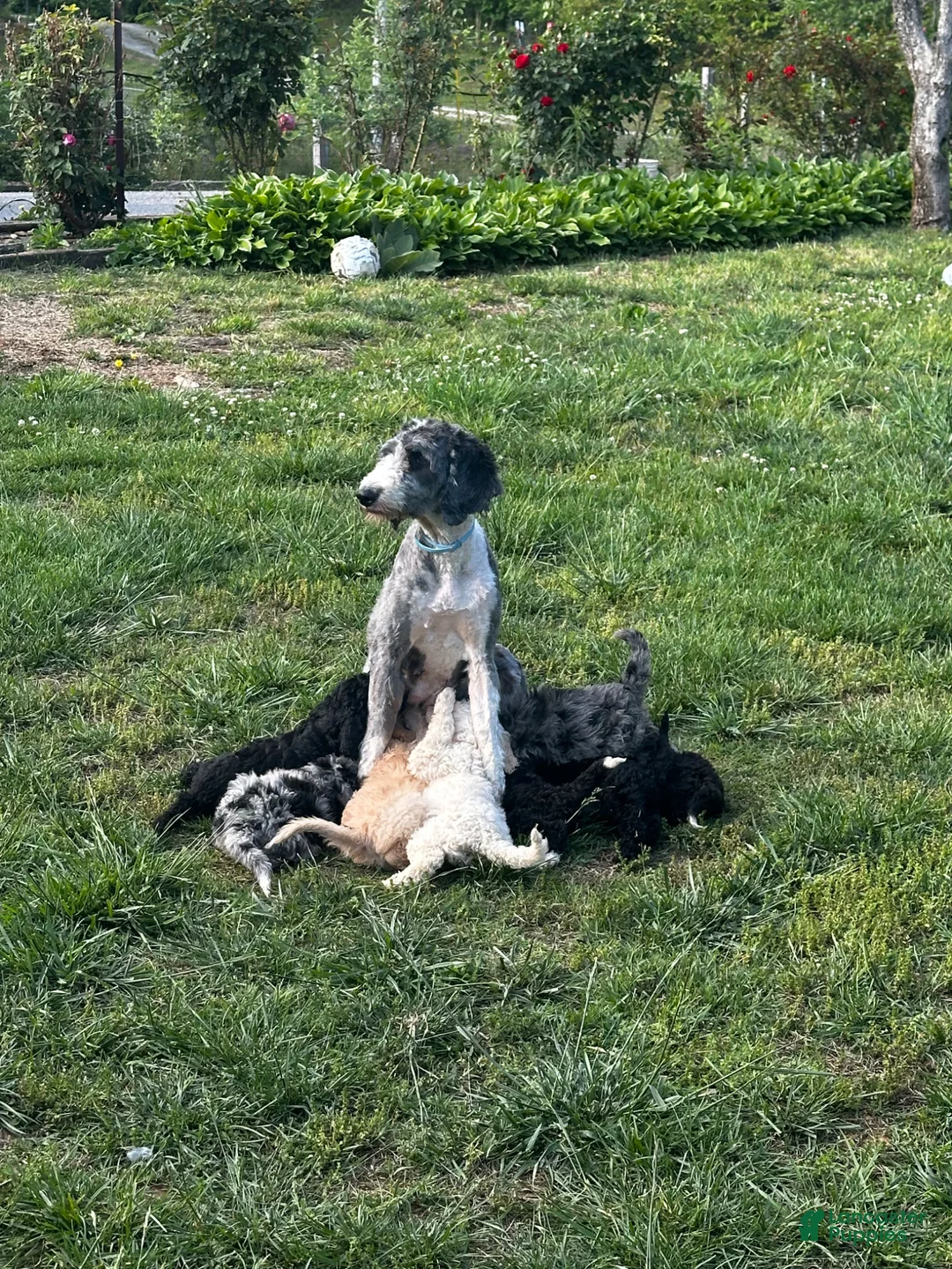 Mixed Breed dogs for sale: Diamond - Ad 12