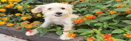 Schnoodle dogs for sale: Missy - Ad 7