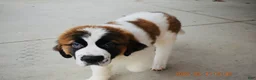 Saint Bernard dogs for sale: Saint Bernard Puppy 1 - Ad 3