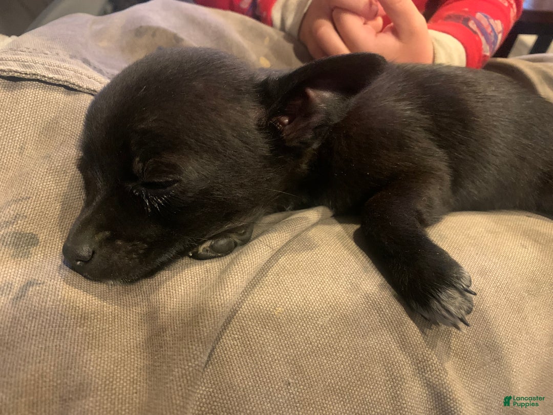 Mixed Breed dogs for sale: Trixie - Ad 1