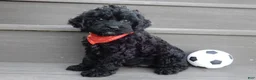 Cockapoo dogs for sale: Jet - Ad 3