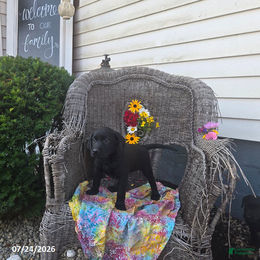 Labrador Retriever dogs Kristy - Ad 2
