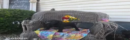 Labrador Retriever dogs for sale: Kristy - Ad 2
