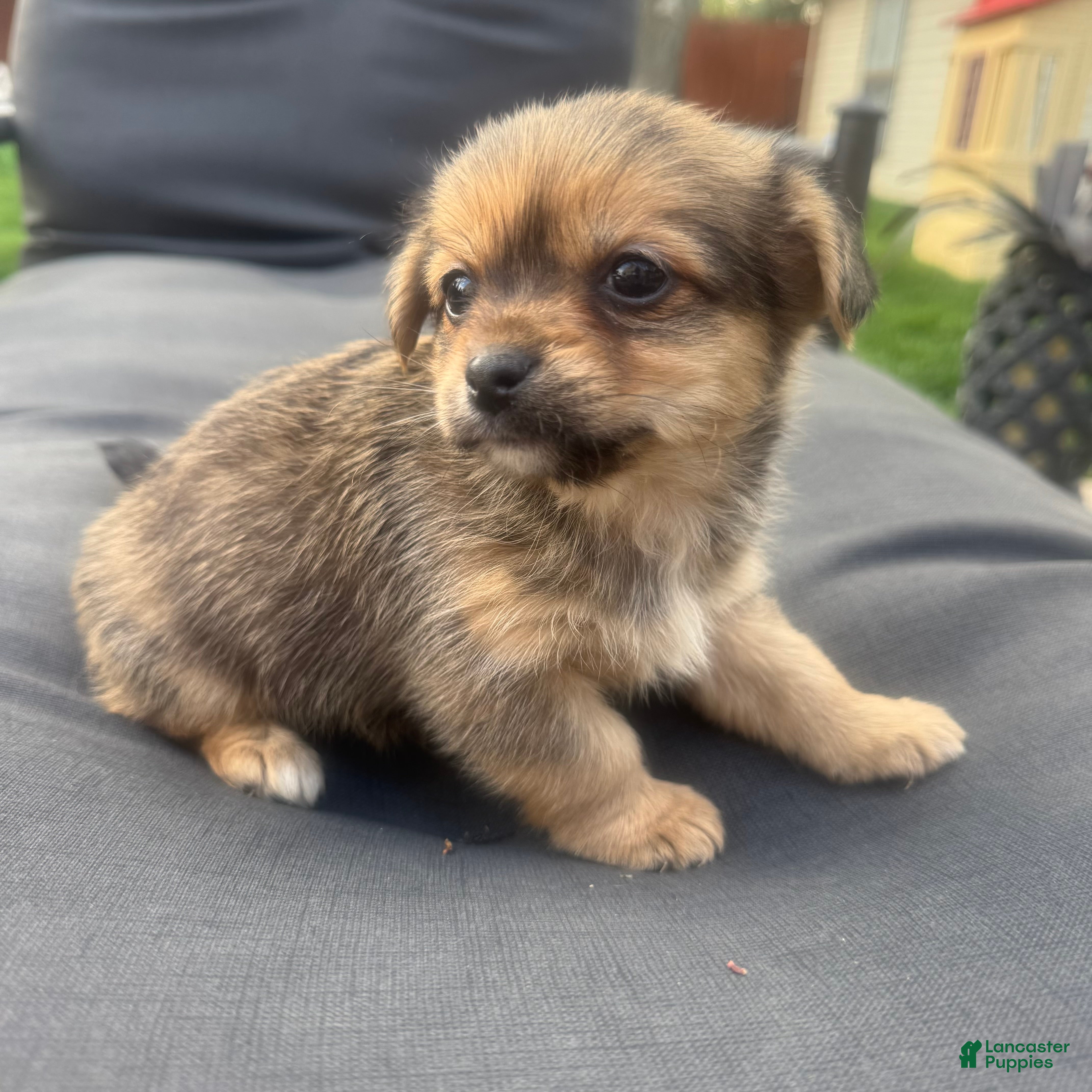 Mixed Breed dogs 1 Timmy - Ad 5
