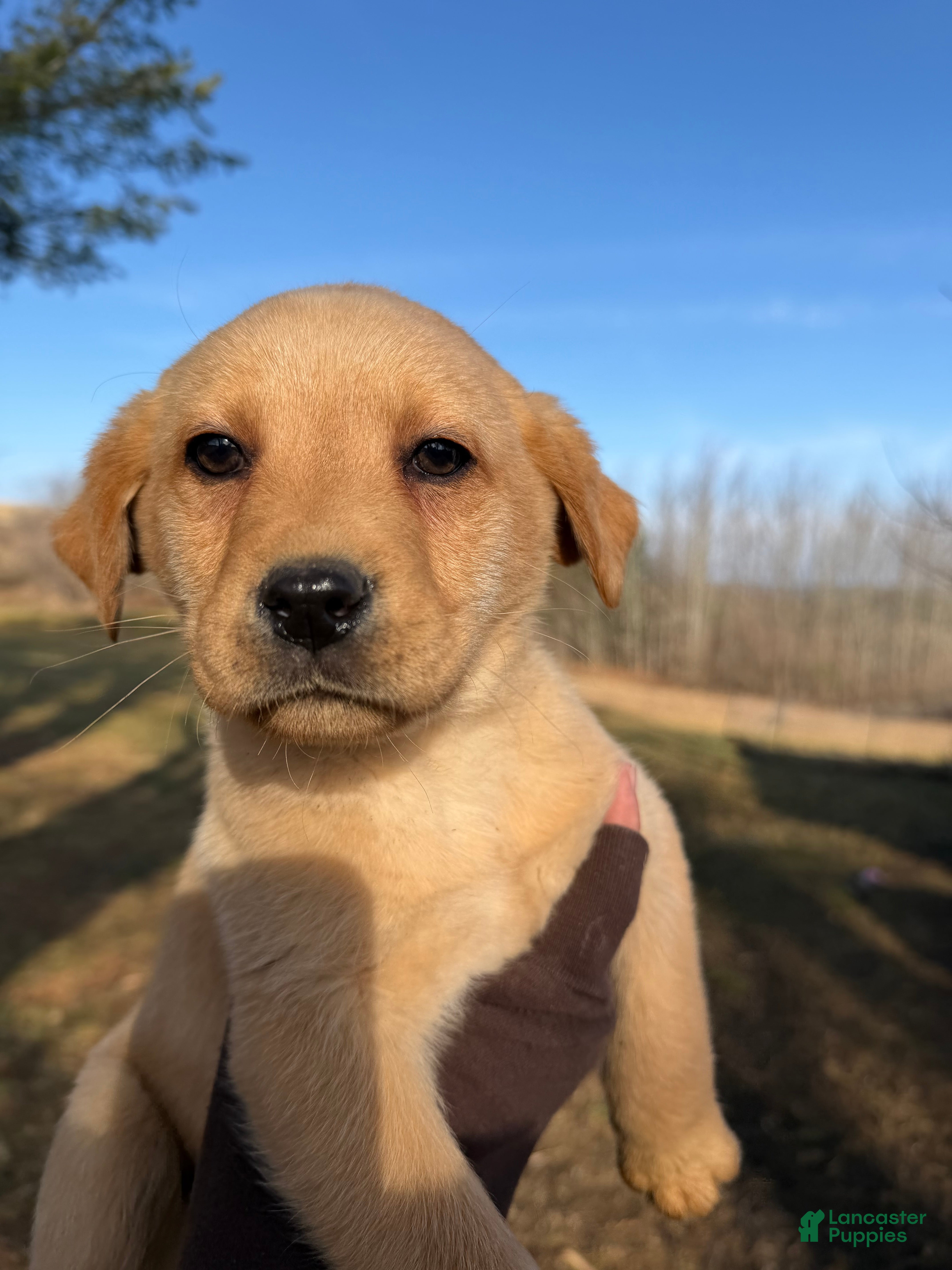 Labrador Retriever dogs Turbo - Ad 10