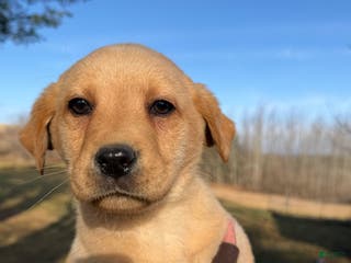 Labrador Retriever dogs Turbo - Ad 29