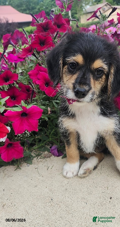 Mixed Breed dogs Sparky - Ad 2