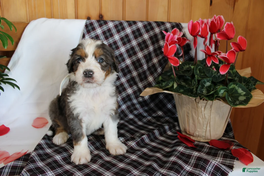 Bernedoodle dogs for sale: Shooter - Ad 7