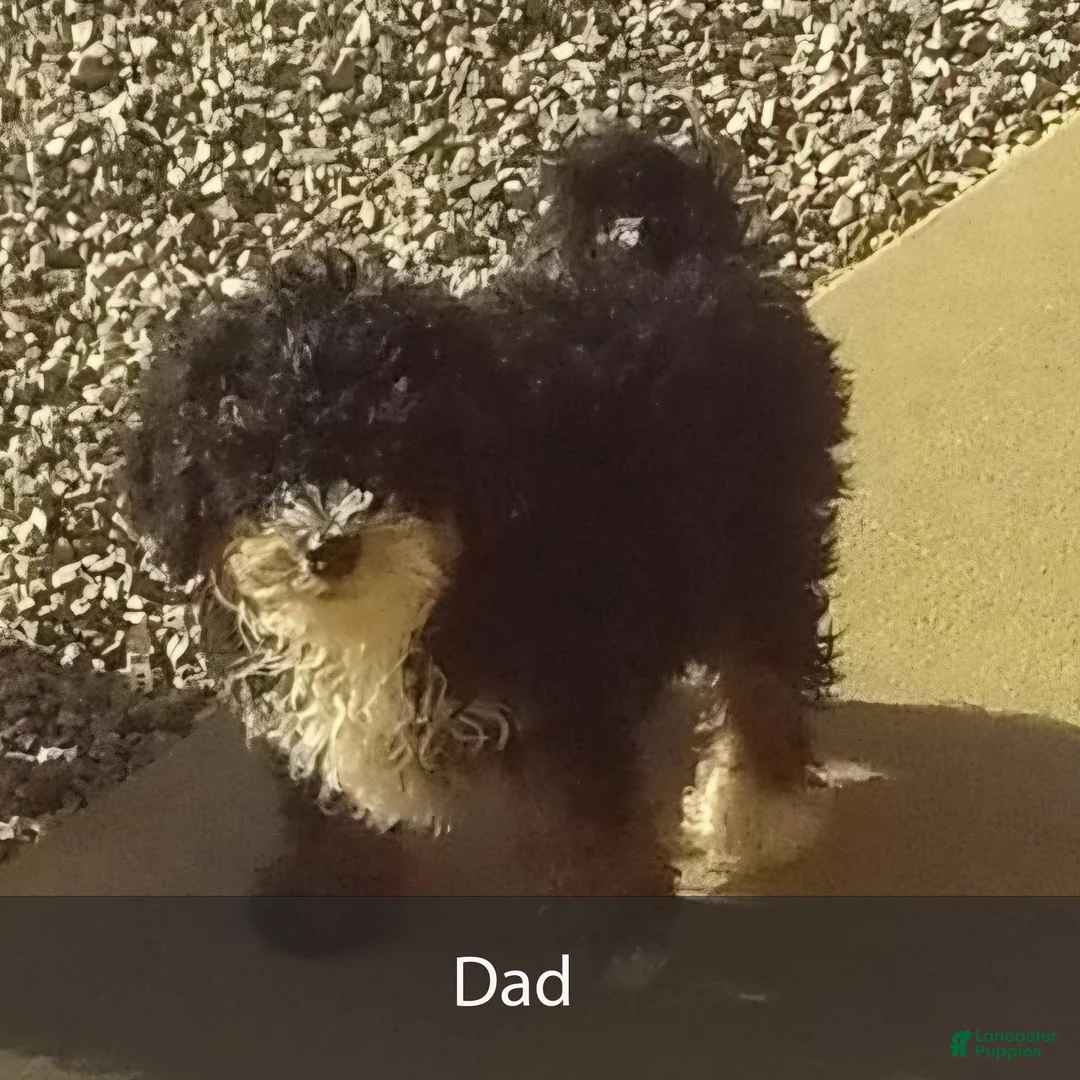 Mini Bernedoodle dogs for sale: Mabel - Ad 12