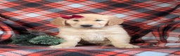 Golden Retriever dogs for sale: Breanne - Ad 3