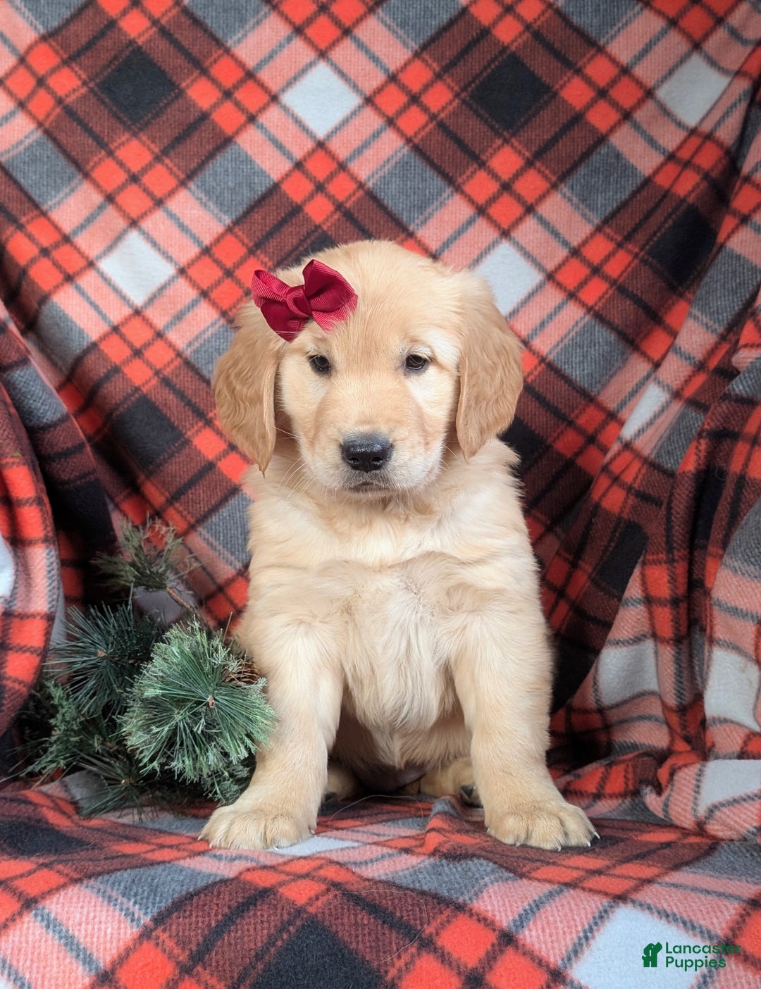 Golden Retriever dogs for sale: Breanne - Ad 3