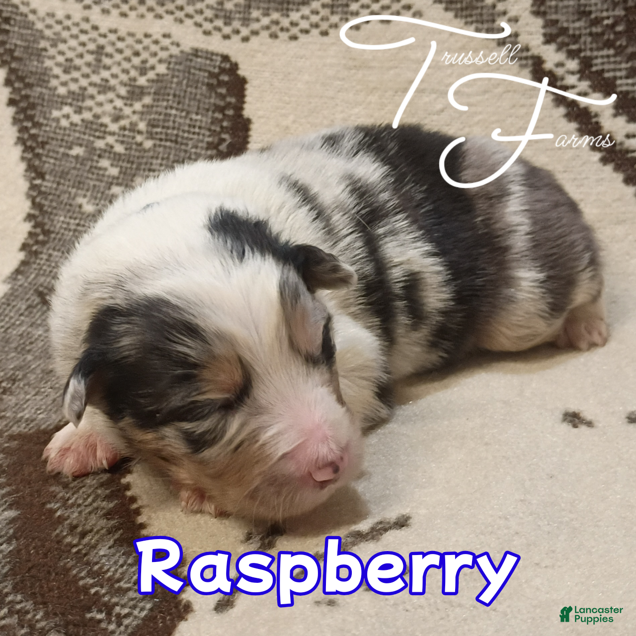Australian Shepherd dogs Raspberry  - Ad 1