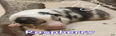 Raspberry 