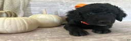 Goldendoodle dogs for sale: Onyx 🧡 - Ad 4