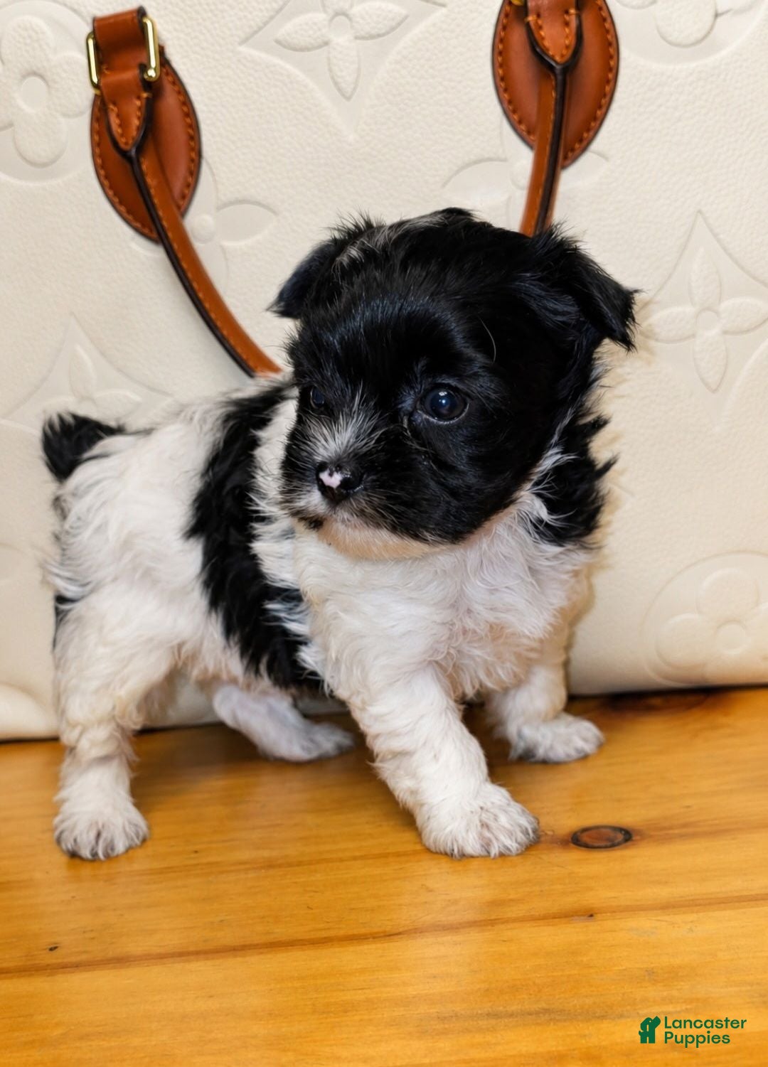 Yorkiepoo dogs for sale: Yorkiepoo 1 - Ad 2