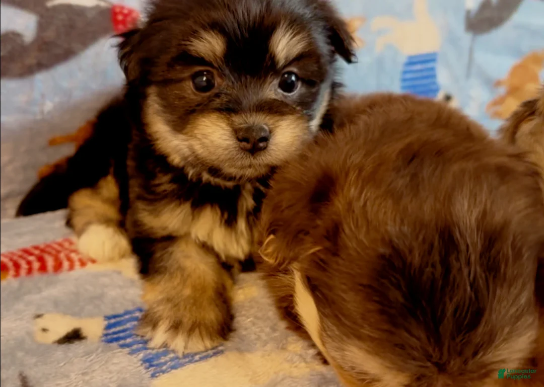 Shorkie dogs for sale: Shorkie 4 - Ad 2