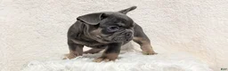 French Bulldog dogs for sale: Yoda - Ad 8
