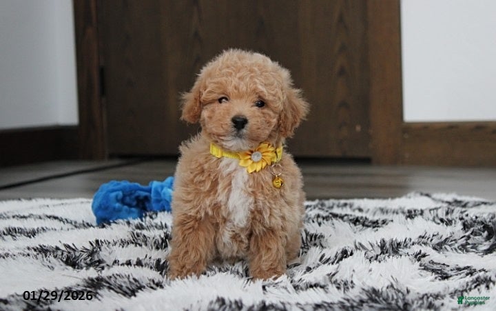 Bichpoo dogs Riley - Ad 22