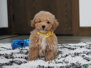 Bichpoo dogs Riley - Ad 22